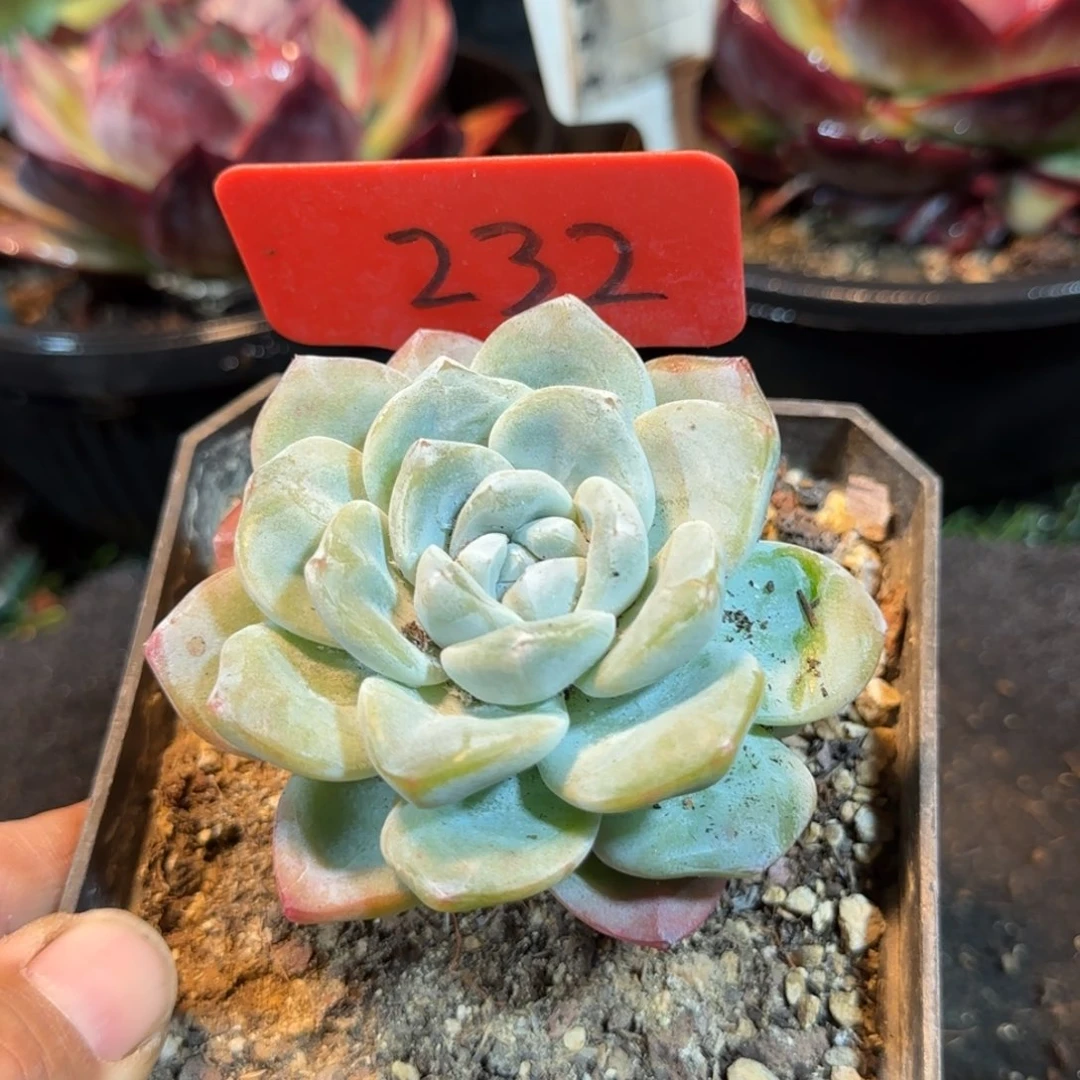 冰玉惊鸿一物一拍包装收缩花旱