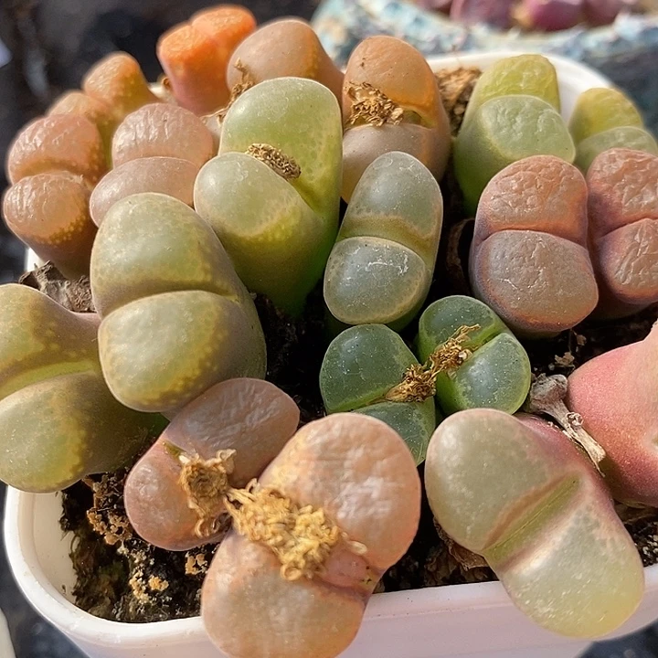 母本双头风铃一颗。