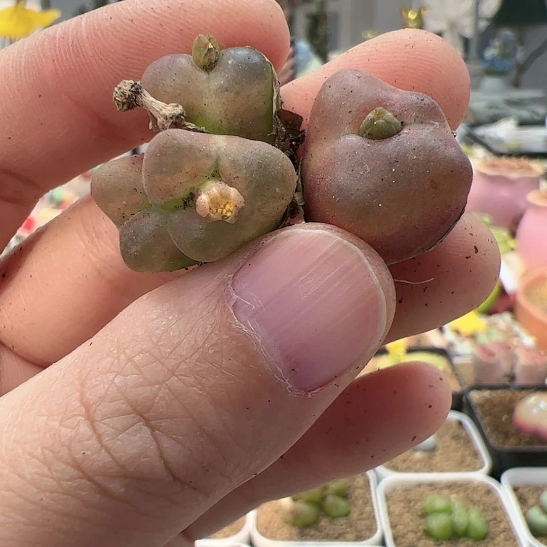 【闪购商品】374 水蜜桃缀