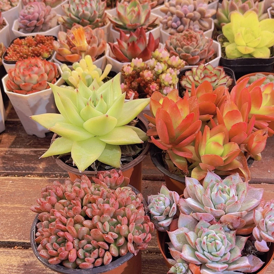 大单头乌木➕万花筒➕大tp➕大红宝石