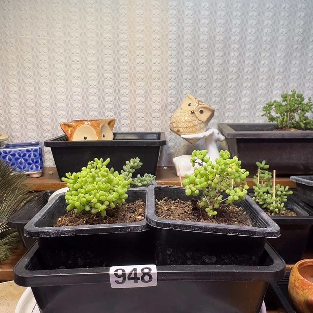 枝干番杏多肉植物948