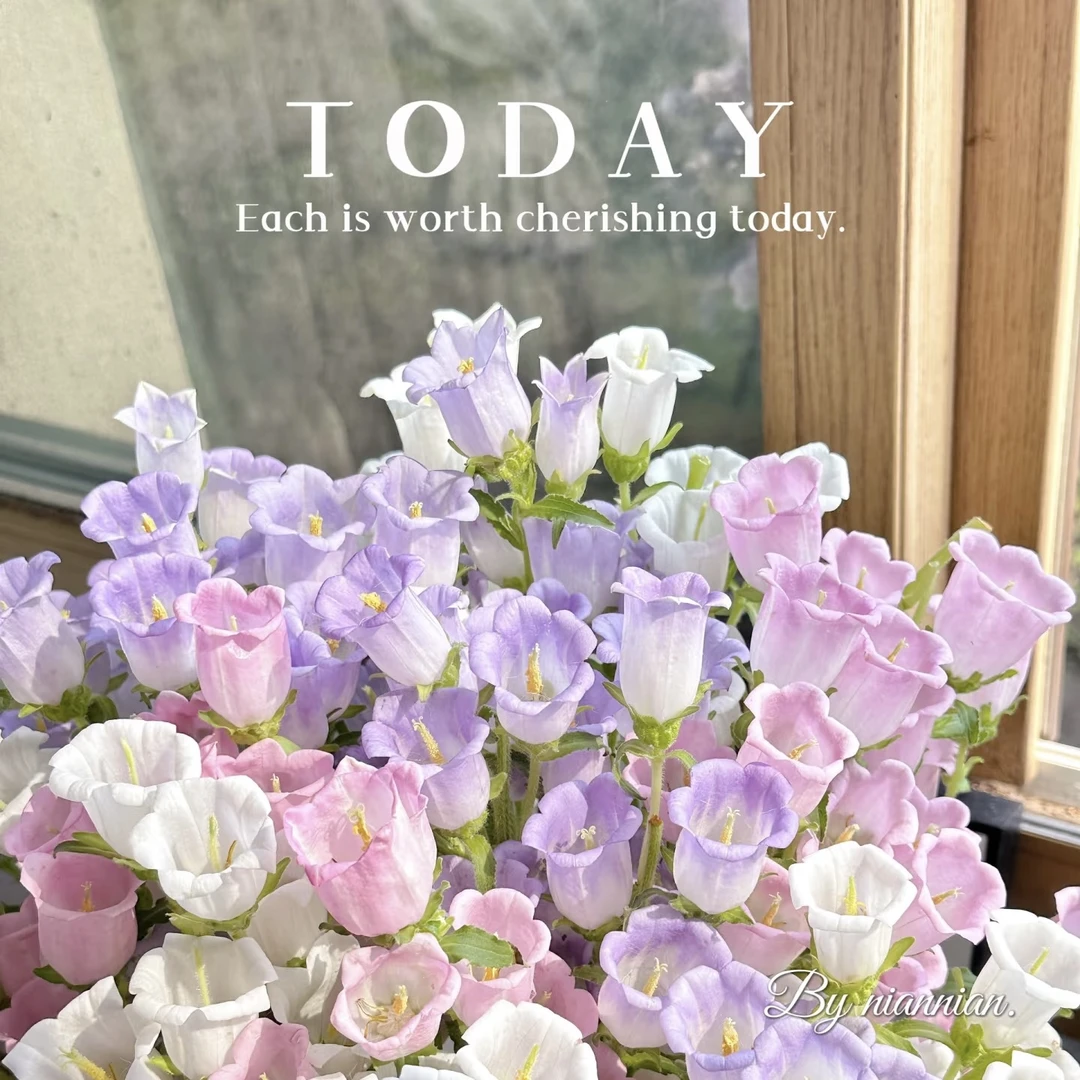 3【风铃花】云南源头基地直发好养耐活水培鲜切花