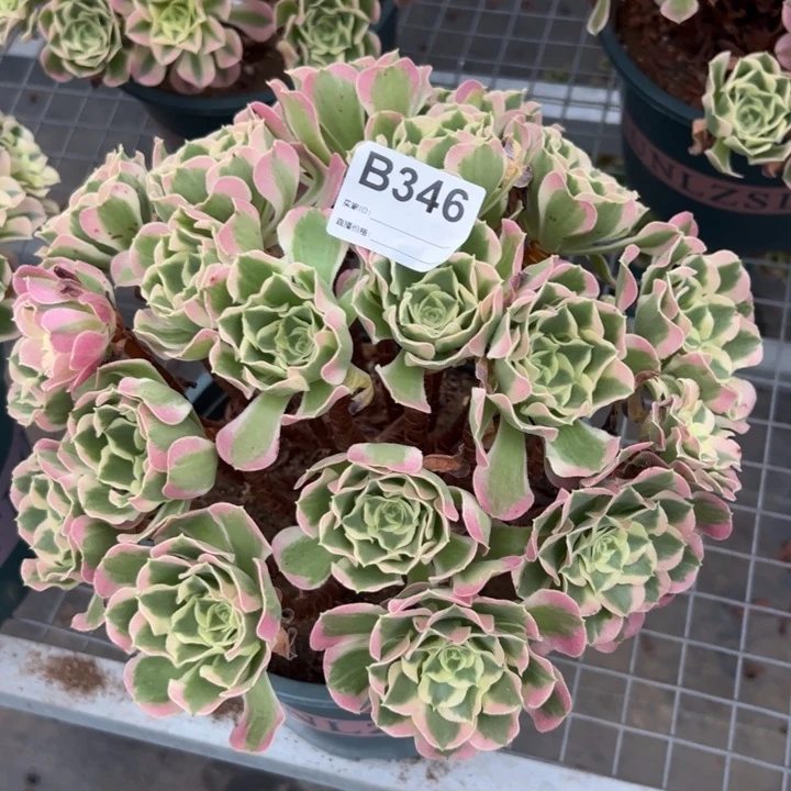 346白凤25厘米左右