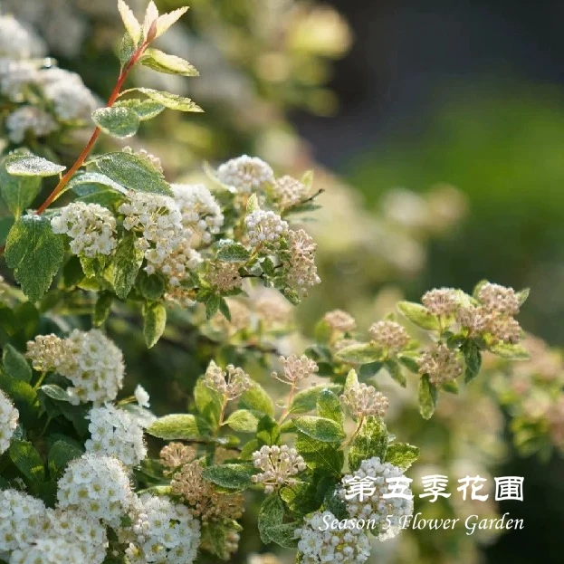 第五季花圃 粉霜菱叶绣线菊 多年生春季开花灌木植物 庭院盆栽苗