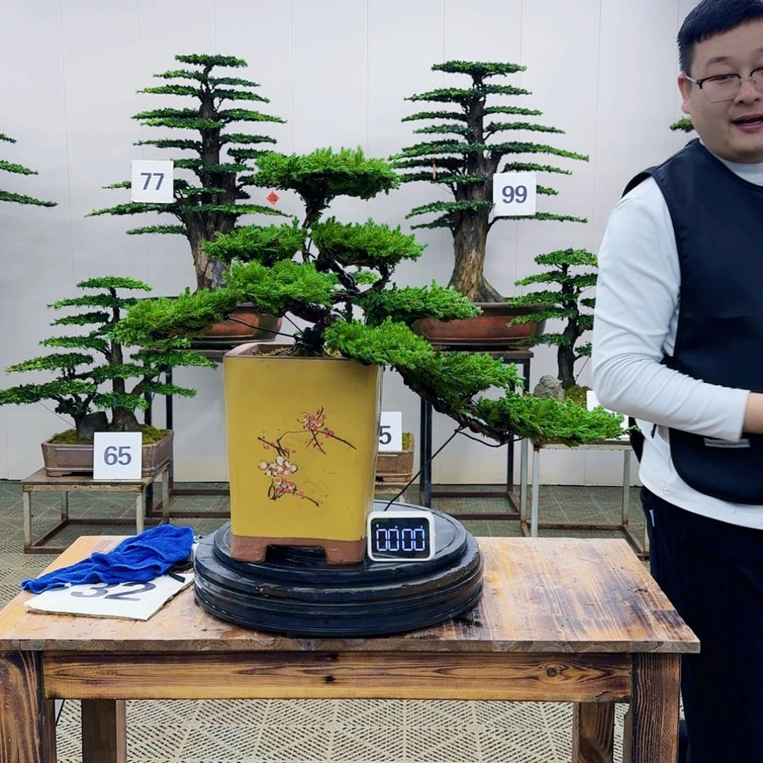 盆景柏树造型盆景