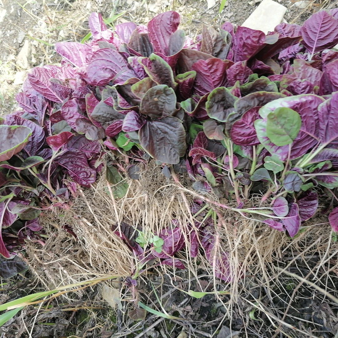 贵州高山农家自种红苋菜，带根带泥发货