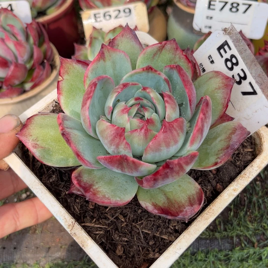 惊鸿一瞥837号多肉