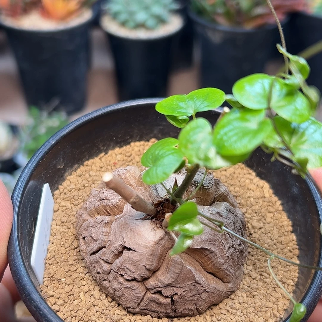 5.8cm南非龟甲龙带盆发货