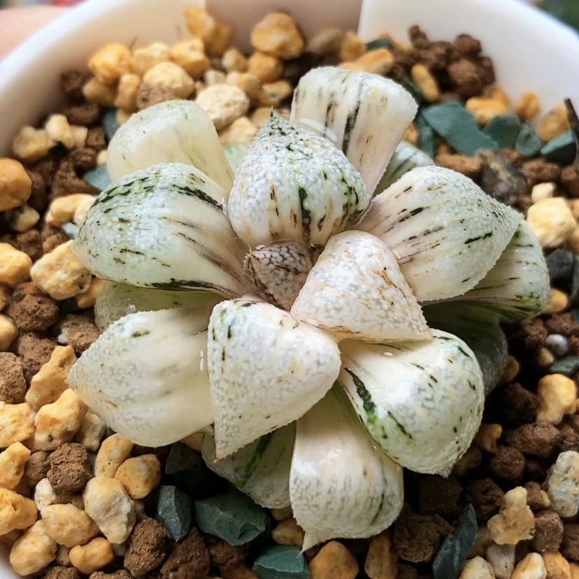 【闪购商品】栾***N大久保白银锦21
