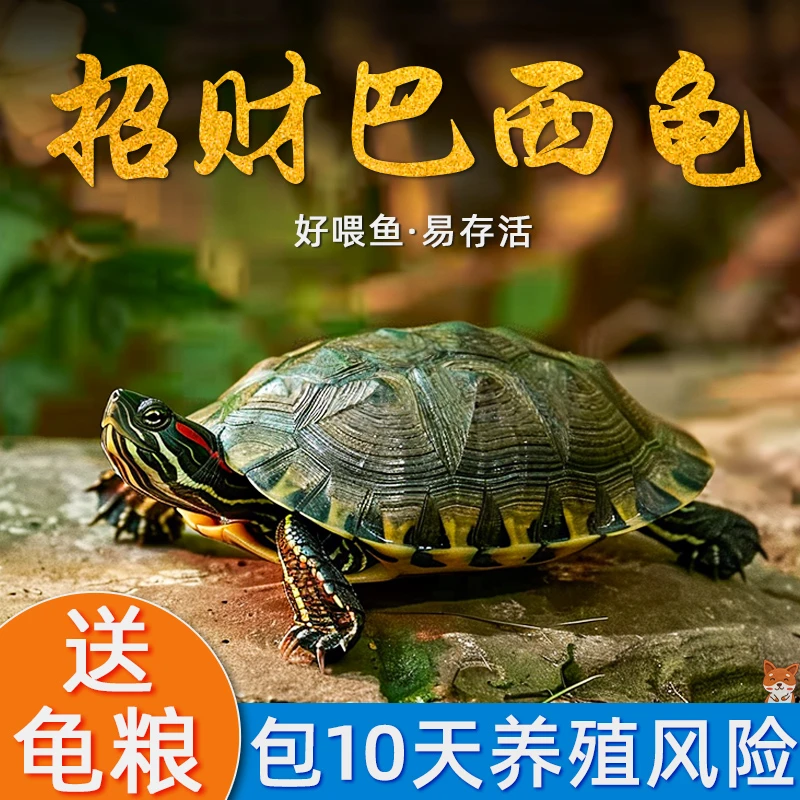 巴西龟情侣龟乌龟活物家养观赏宠物龟金钱龟黄金招财龟红耳小水龟
