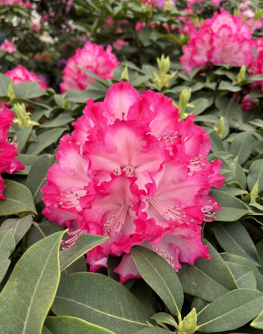 【红粉5年苗】大花大叶高山杜鹃 耐寒高端庭院盆栽 木本花卉 年宵花