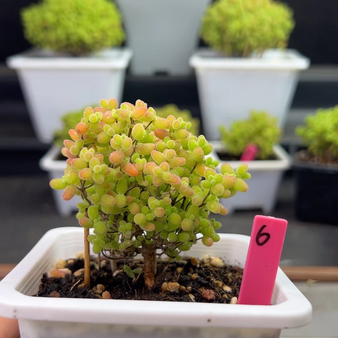 直腿蜜橘6号10cm盆