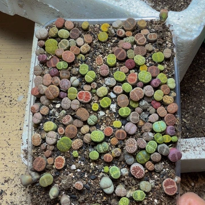 *****多肉植物的生长115