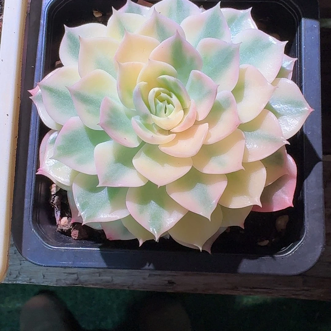 沙漠玫瑰锦多肉多肉