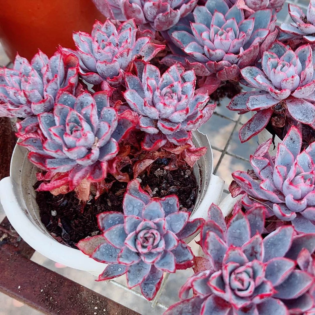 小叶赫拉多头群生老桩特价