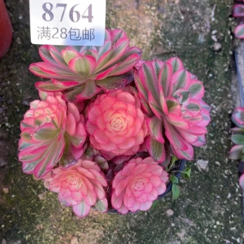 荔枝多肉多肉8764