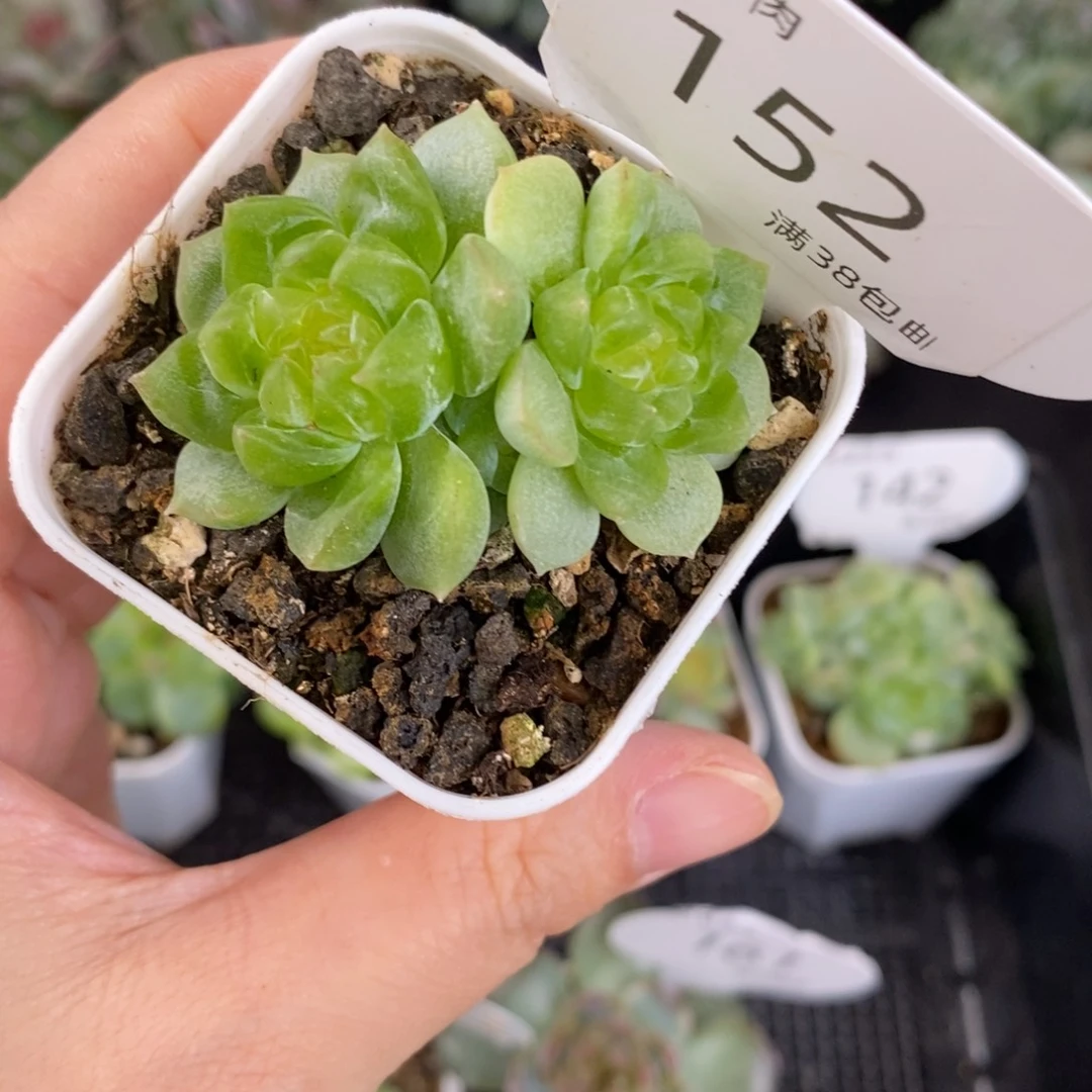 泼天富贵三头群152号