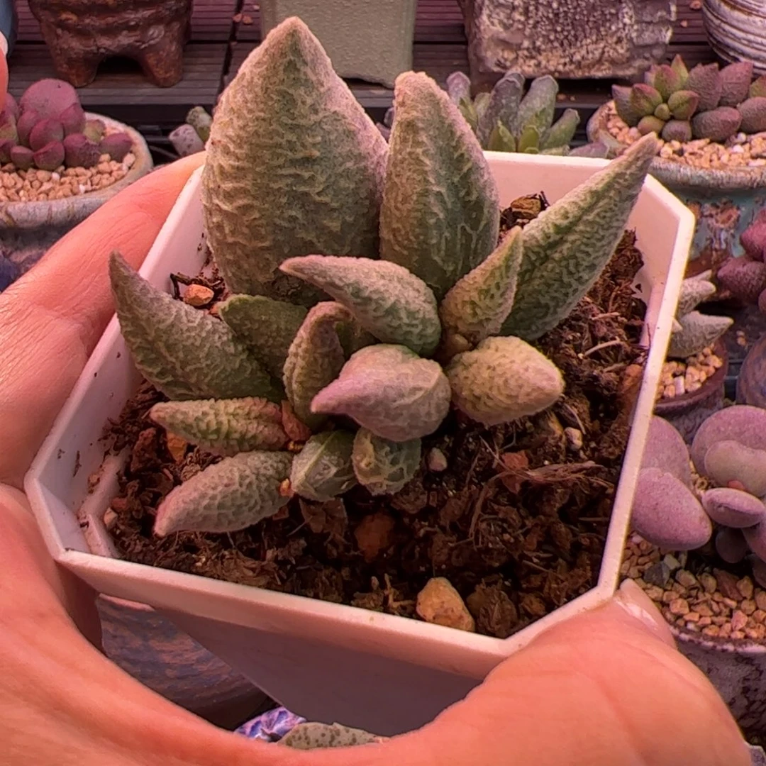 融化纹冰淇淋。