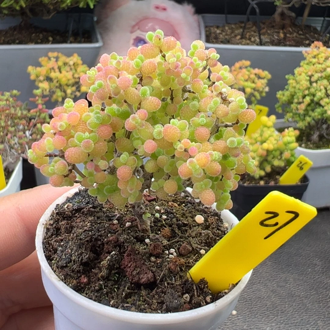 蜜橘糖球27号5cm盆