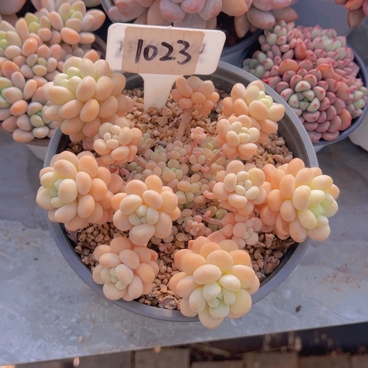 健健康康平平安安