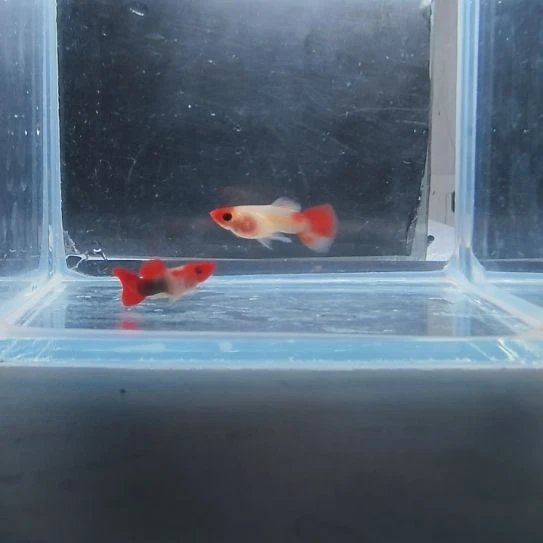 孔雀鱼深海兰玻璃猫一对