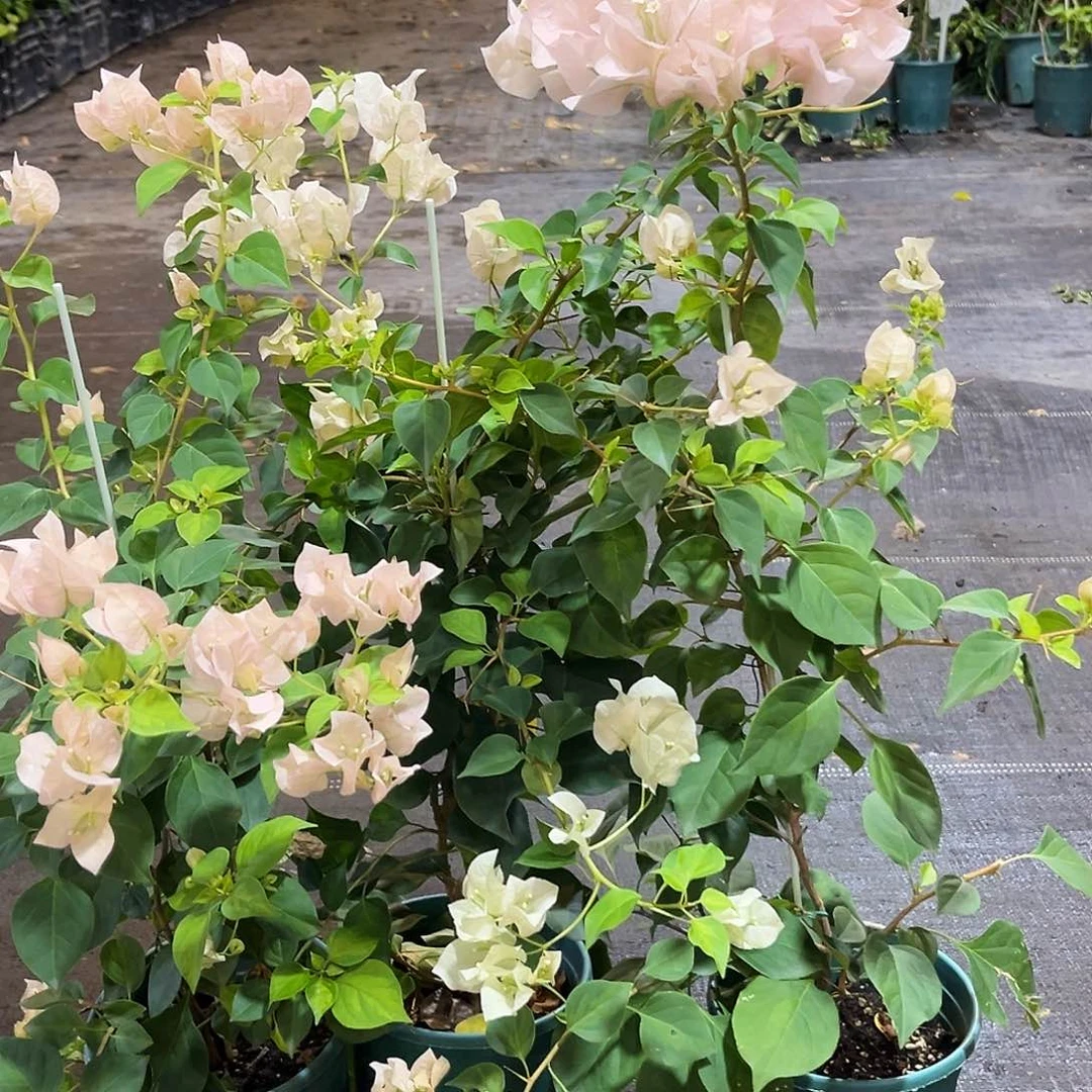 当前无花栽培后可以开花暗班丽人带竹一颗