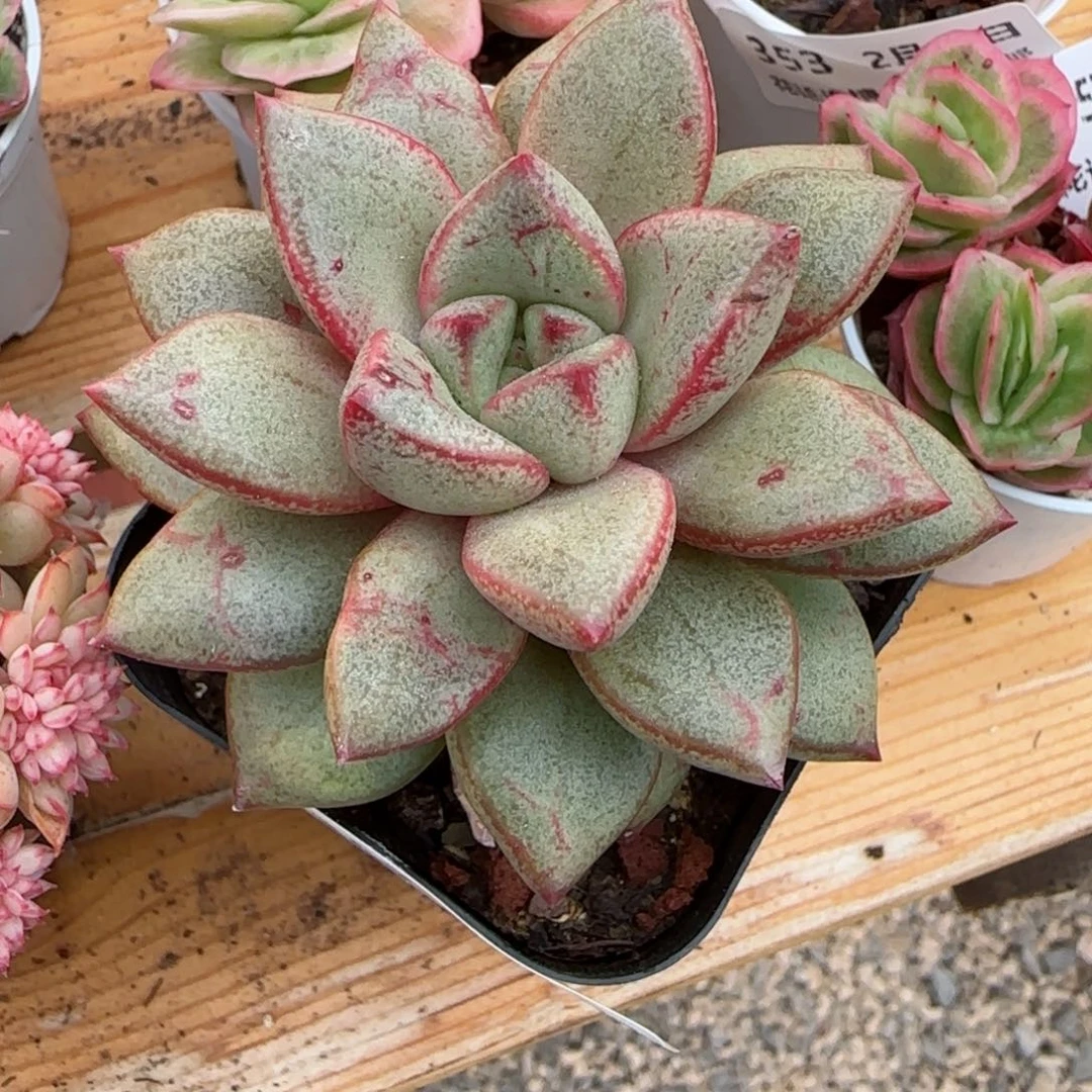 花语逸镜0214-357