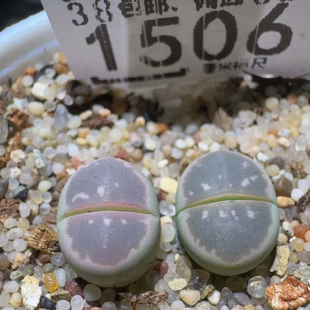 Ssss精品生石花1506