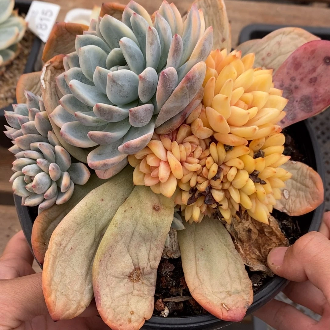 梦露锦多肉植物7911