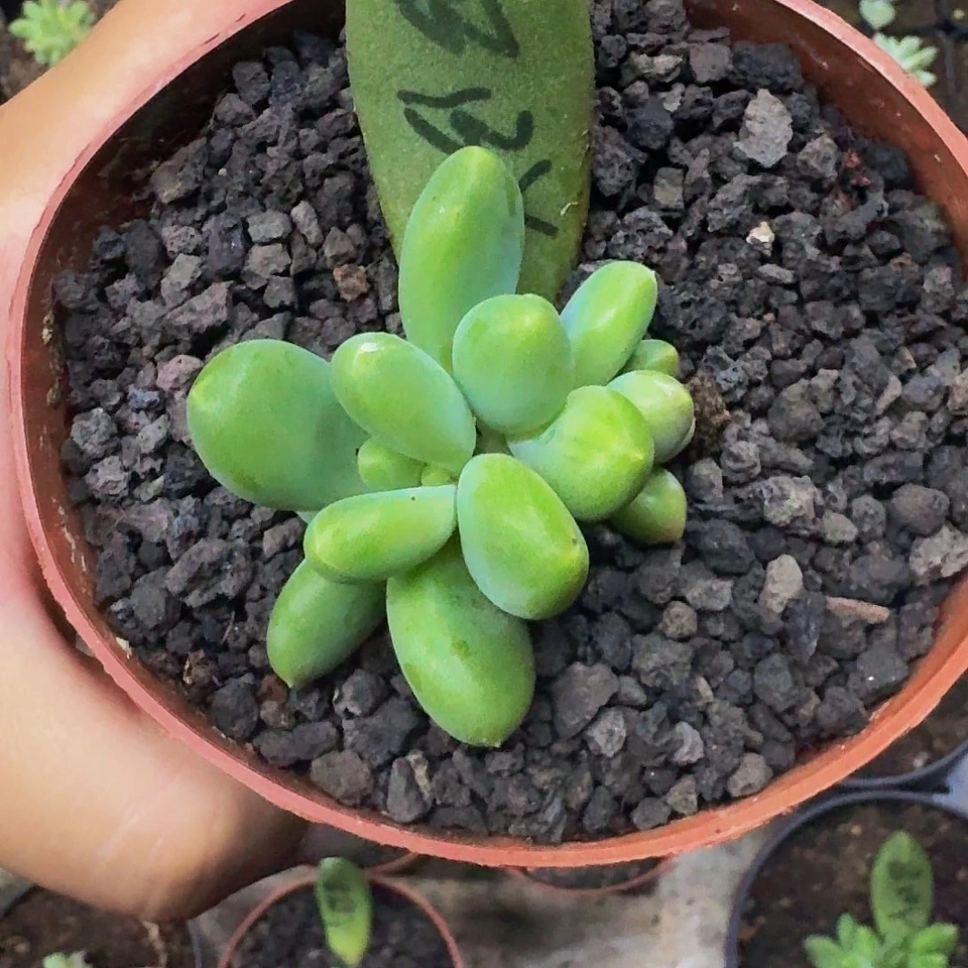 芭比亚 叶插  一物一拍