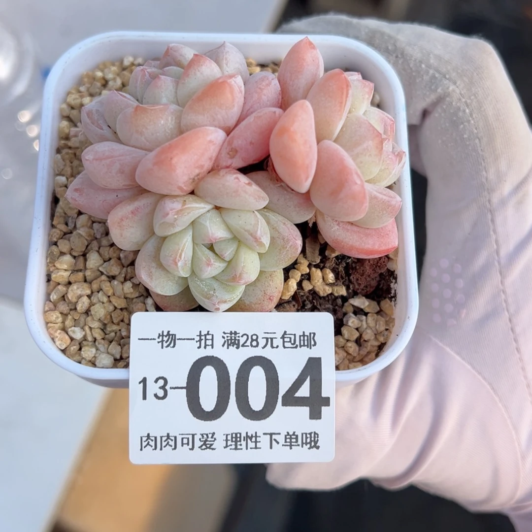 冰玉，多肉多肉多肉多肉