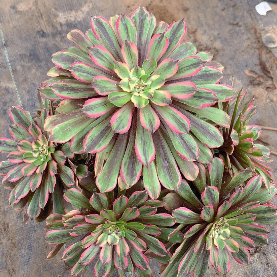 180花脸粉黛精品法师多肉