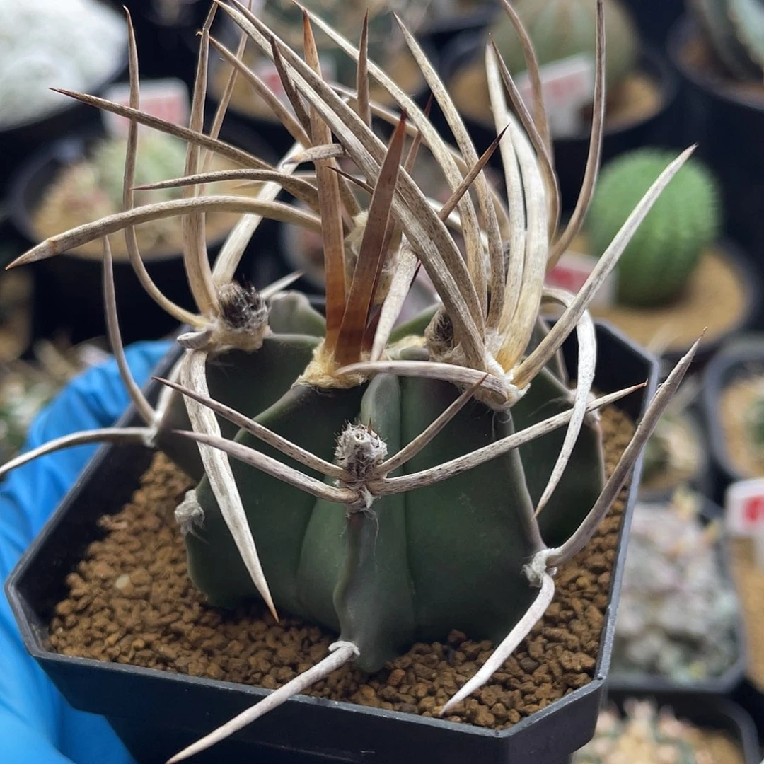 实生金刺水牛角大凤玉仙人球