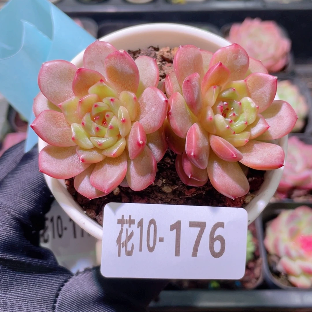 花利美10-176灵翠双头