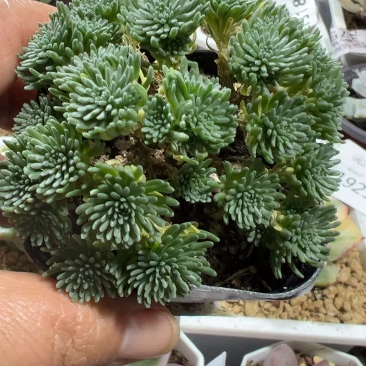 球松多肉植物多肉植物