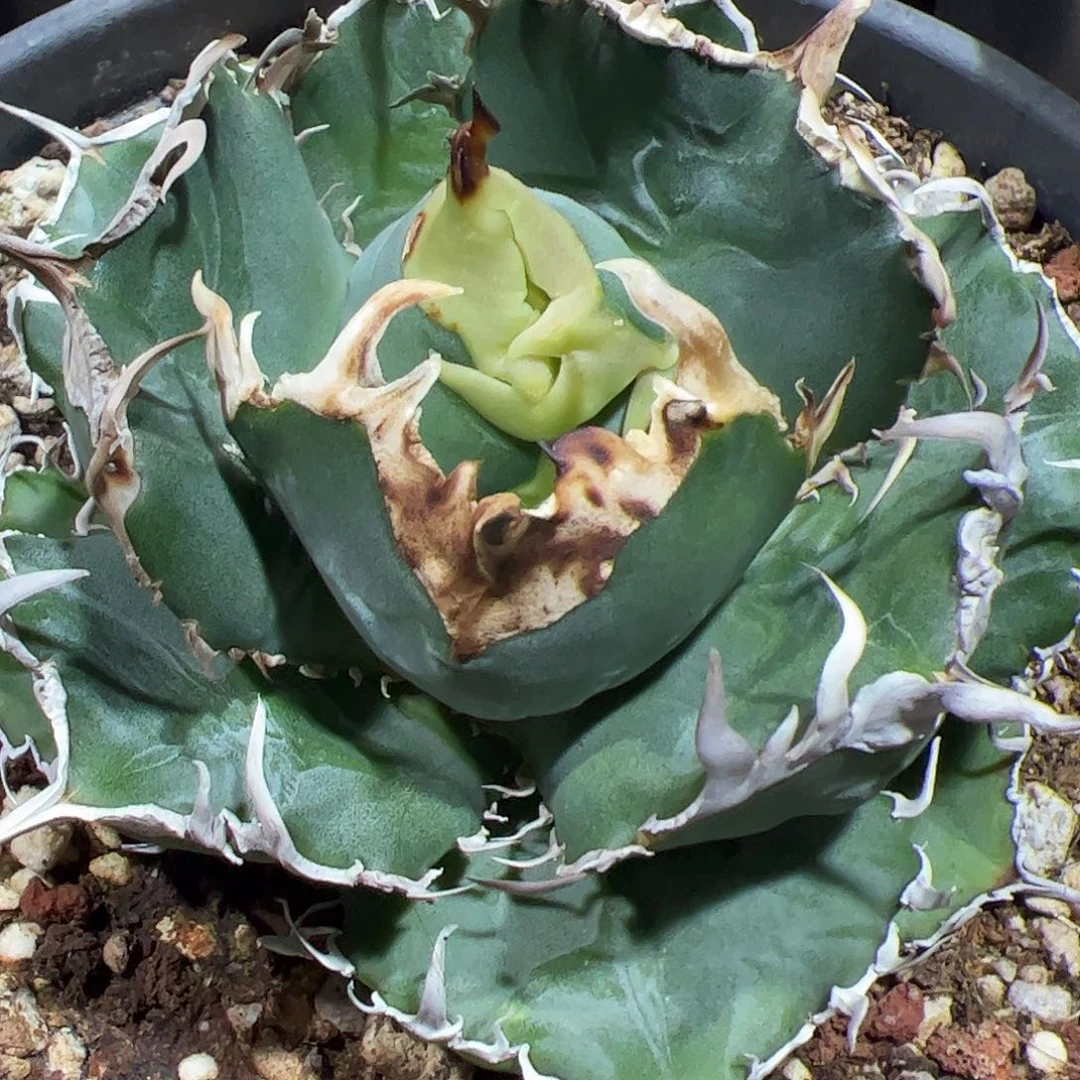 白鲸龙舌兰仁王冠