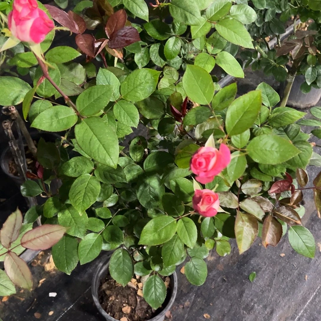 无花朵一物一拍 205号