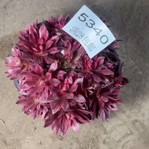 凤凰多肉多肉5340