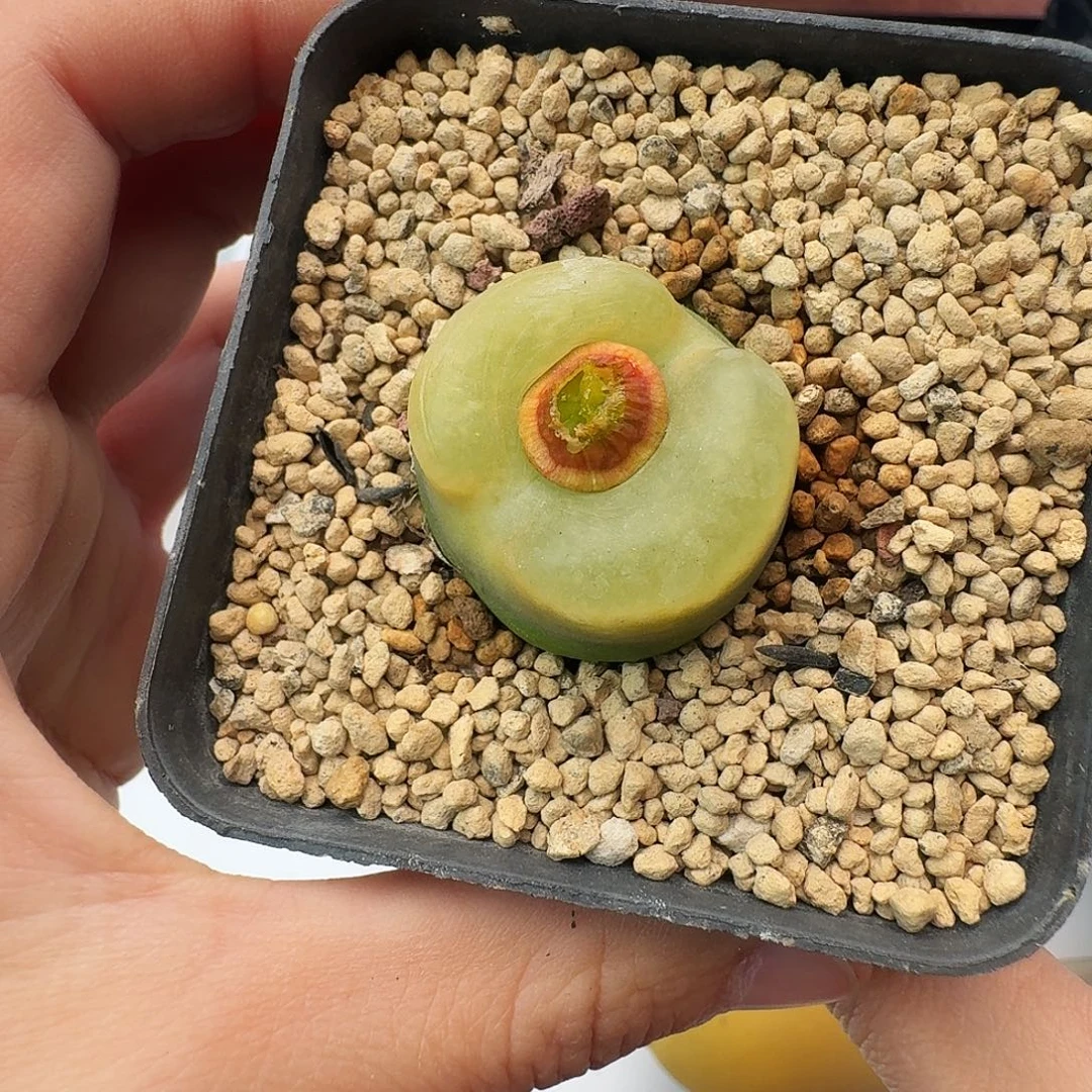 多肉植物福利毛汉尼381