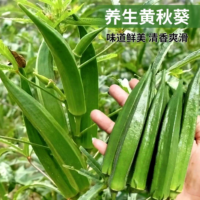 【奶油秋葵种子】养生菜四季阳台小院种植蔬菜清香秋葵春季夏季