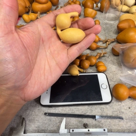 L***D勾地的一把勾地的一把弓被蚂蚁葫芦