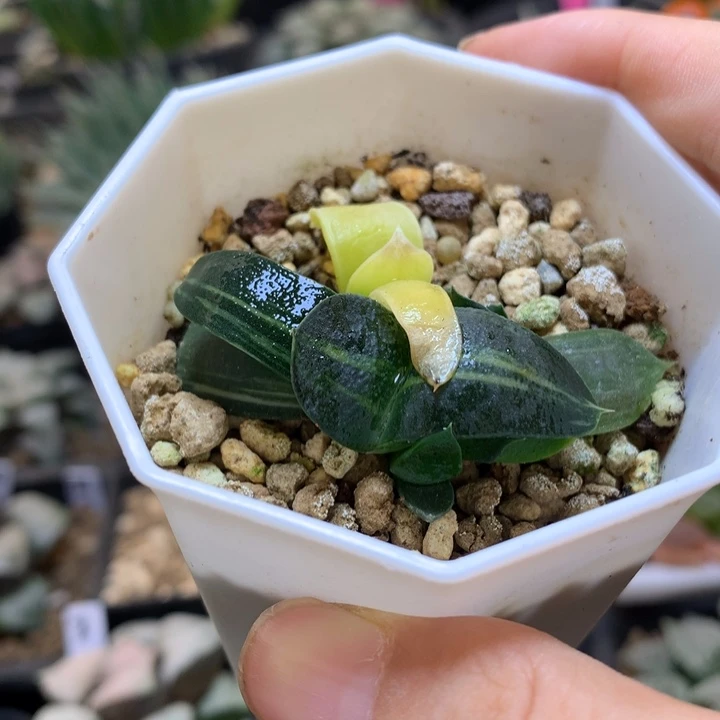 卧牛锦dairedutopnuolo