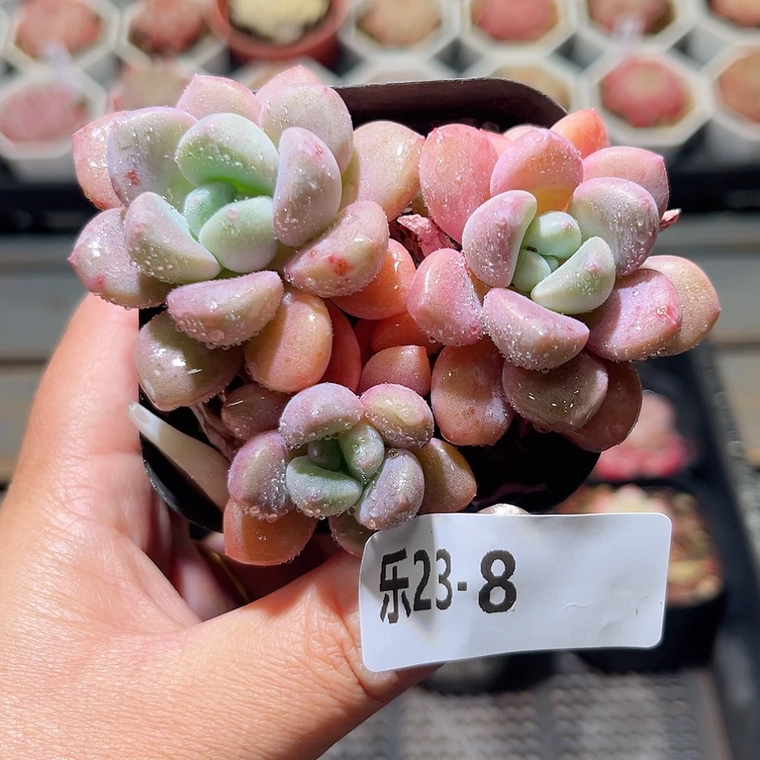 乐23-8 白鹭群不包整