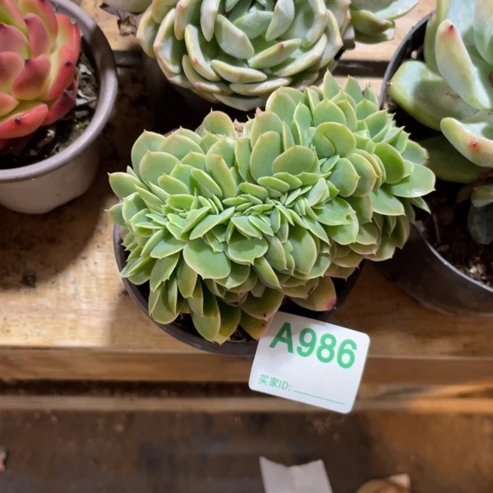 986 满20包邮脱土发货
