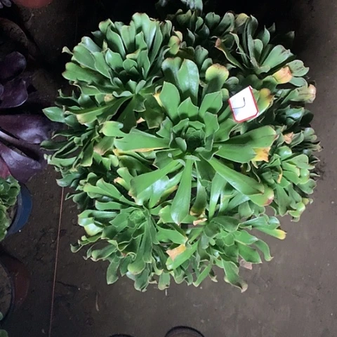 原始绿多肉植物法师7号