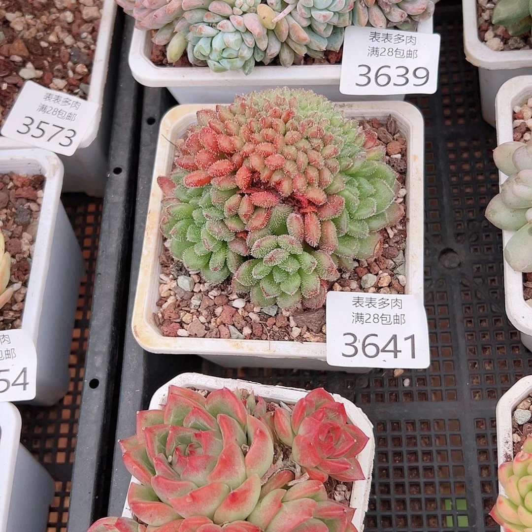娇***儿多肉一物一拍植物3641