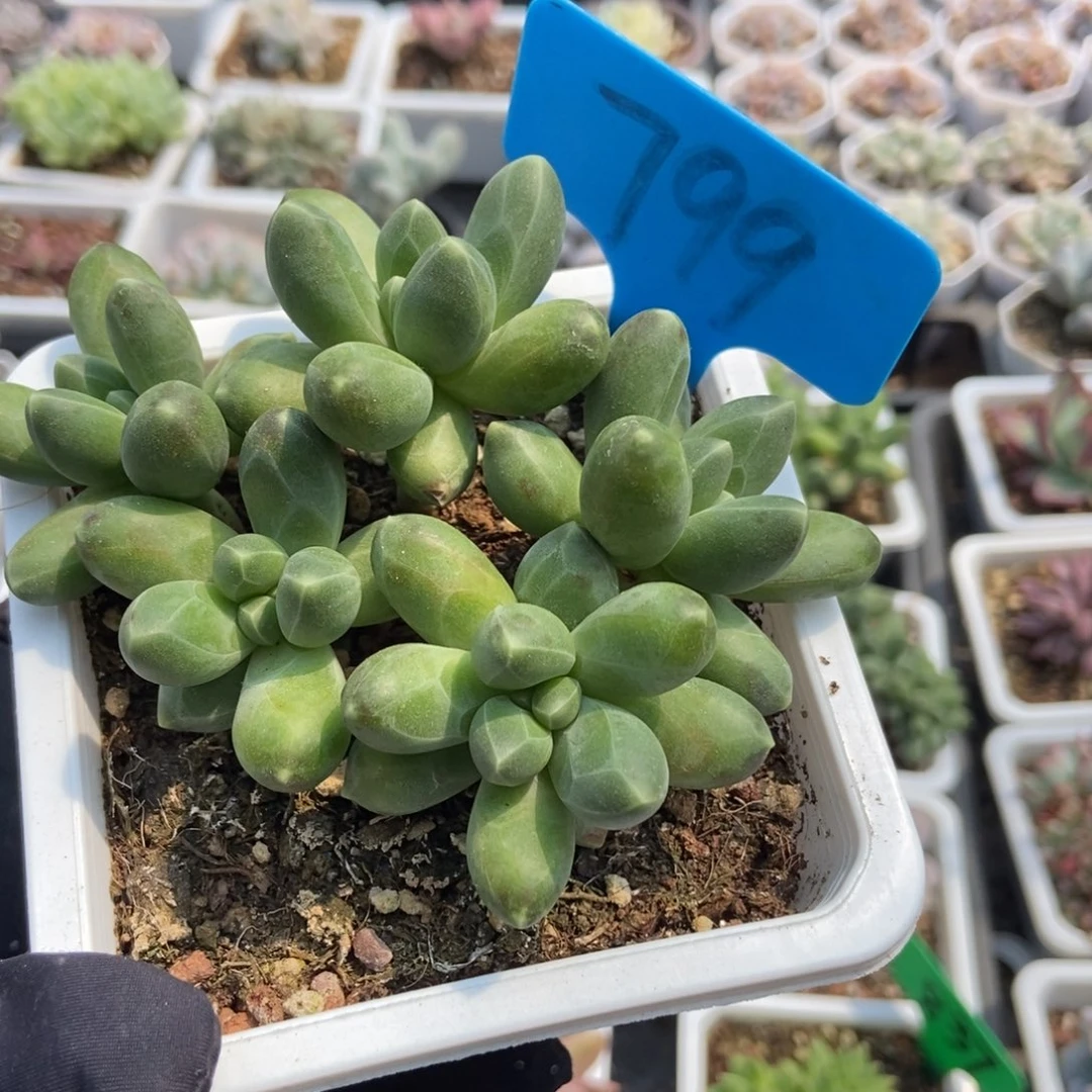 799千代田多肉植物保护