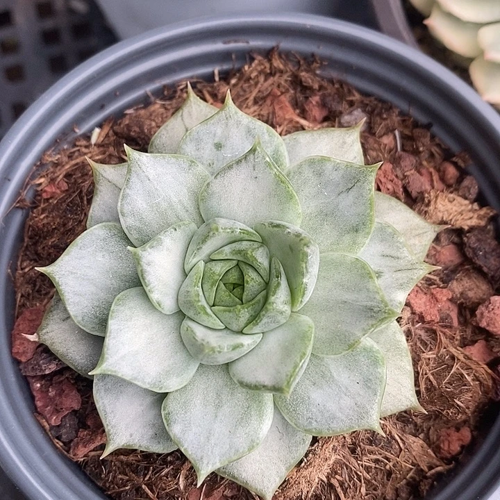 法比奥拉锦多肉植物