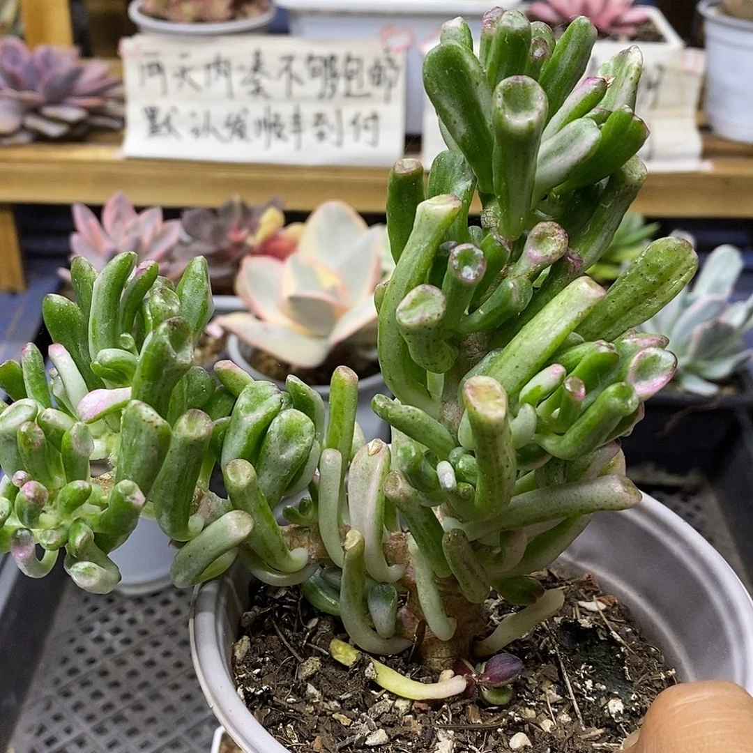 31226 吸财树锦自然群