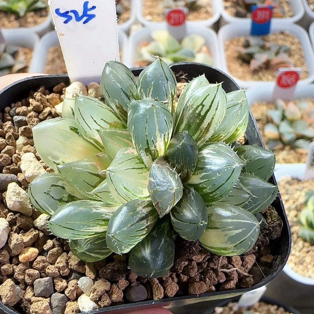 525号双头霓虹灯一物一拍带盆土